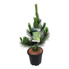 Pinus heldreichii \'Satellit\' Struikvorm