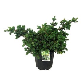 Picea pungens \'Lucky Strike\' Struikvorm