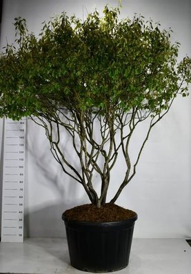 Amelanchier lamarckii Bonsai