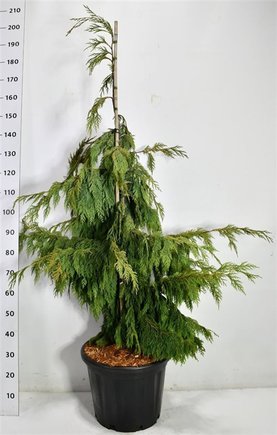 Chamaecyparis nootkatensis \'Pendula\'