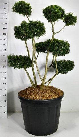 Ilex crenata \'Fructu Luteo\' Bonsai