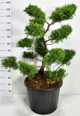 Juniperus x pfitzeriana \'Old Gold\' Bonsai