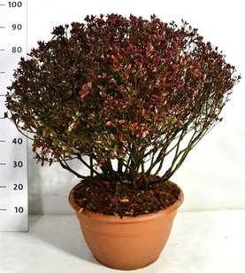 Rhododendron japonicum \'Stewartstonian\'