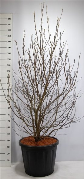 Magnolia liliiflora \'Susan\'