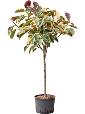 Ficus elastica \'Belize\' Stam