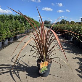 Phormium tenax \'Platts Black\'