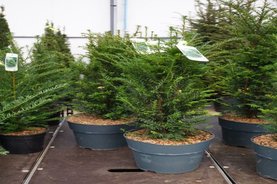 Taxus baccata