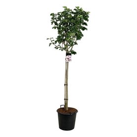 Magnolia \'Pink Beauty\' Stam