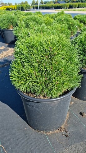 Pinus mugo \'Varella\'