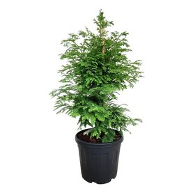 Metasequoia glyptostroboides \'Hamlets Broom\' Struikvorm