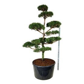 Pinus sylvestris Bonsai