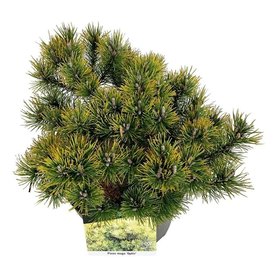 Pinus mugo \'Ophir\' struikvorm