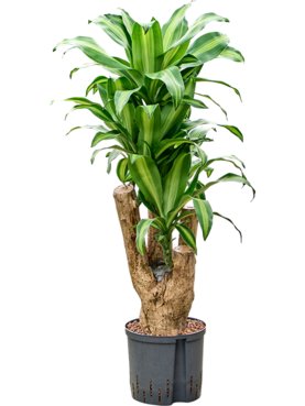 Dracaena fragrans \'Massangeana\' Vertakt