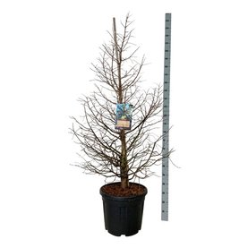 Metasequoia glyptostroboides \'Daw.Tawny Fleece\'