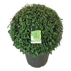 Prunus lusitanica \'Angustifolia\' Bol