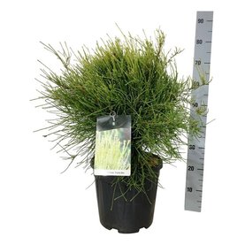 Platycladus orientalis \'Franky Boy\' Bush