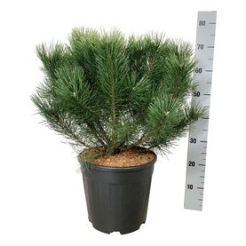Pinus mugo \'uncinata\' Bush