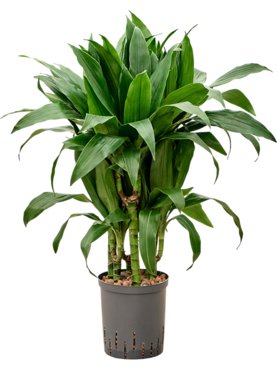 Dracaena fragrans \'Janet Craig\' 30-Carrousel