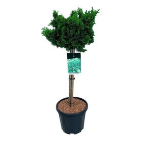 Chamaecyparis obtusa \'Nana Gracilis\' Stam