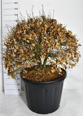 Fagus sylvatica \'Atropunicea\'