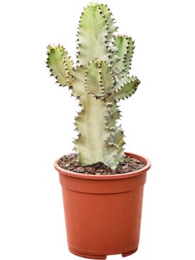 Euphorbia ingens marmorata Vertakt
