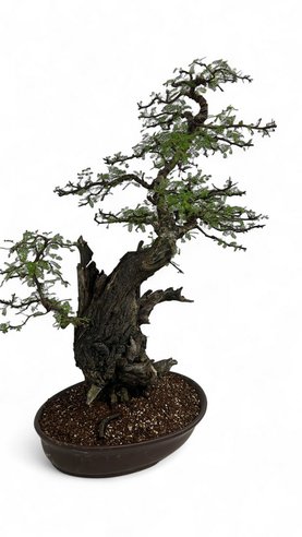 Acacia nilotica Bonsai