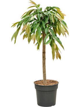 Ficus binnendijkii \'Amstel King\' Stam