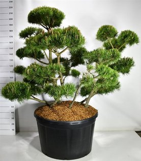 Pinus mugo \'Mughus\' Bonsai