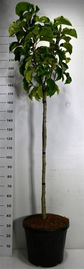 Magnolia loebneri \'Sunsation\' Stam