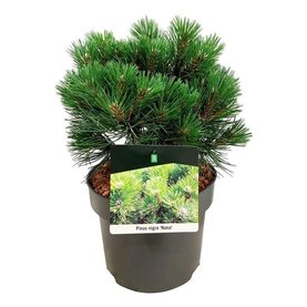 Pinus nigra \'Nana\' Bush