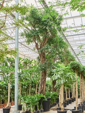 Ficus binnendijkii \'Alii\' Stam