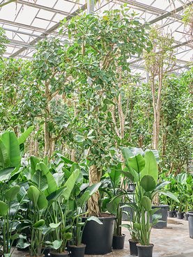 Ficus benghalensis \'Audrey\' Stam