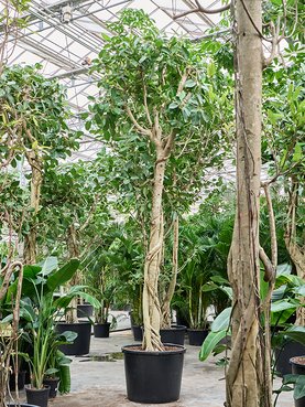Ficus benghalensis \'Audrey\' Stam