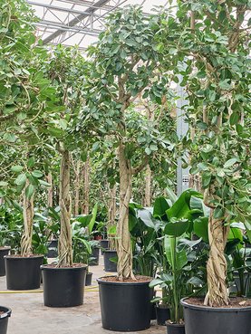 Ficus benghalensis \'Audrey\' Stam
