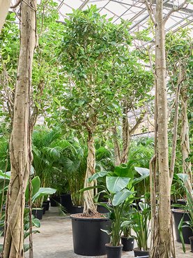 Ficus benghalensis \'Audrey\' Stam