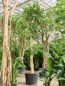 Ficus benghalensis \'Audrey\' Stam