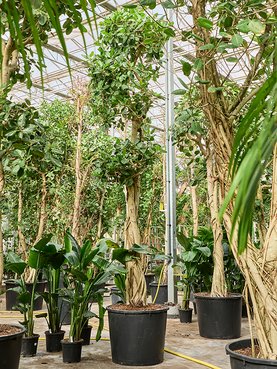 Ficus benghalensis \'Audrey\' Stam