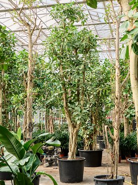 Ficus benghalensis Vertakt