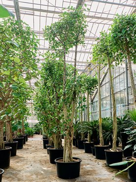 Ficus benghalensis (575-625) Vertakt