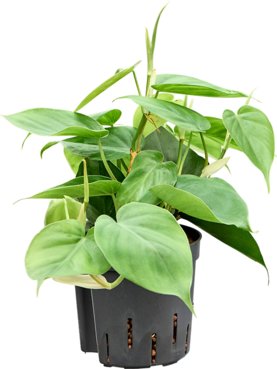 Philodendron scandens Hanger