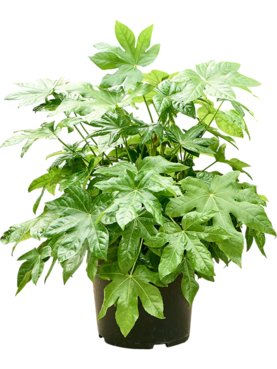 Fatsia japonica Toef