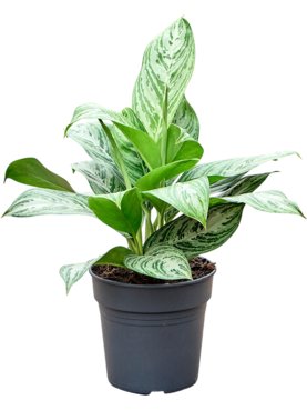 Aglaonema \'Peacock\' Bush