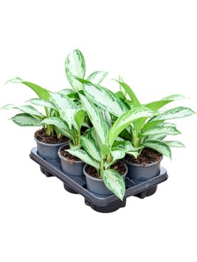 Aglaonema \'Silver Bay\' 6/tray Toef