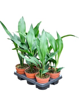 Aspidistra elatior 6/tray Toef