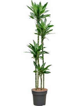 Dracaena fragrans \'Janet Lind Gold\' 120-90-60-30