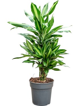 Dracaena fragrans \'Silindo\' Vertakt-multi