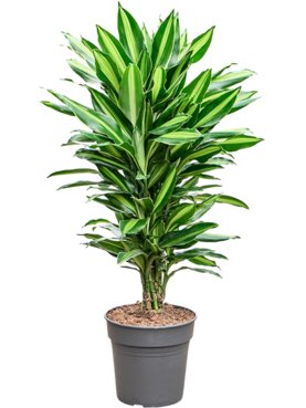 Dracaena fragrans \'Silindo\' Vertakt-multi