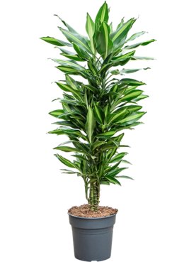 Dracaena fragrans \'Silindo\' Vertakt-multi