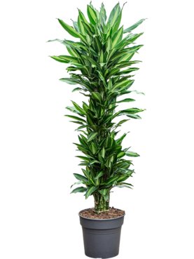 Dracaena fragrans \'Silindo\' Vertakt-multi