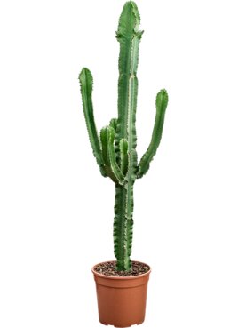 Euphorbia erytrea Vertakt